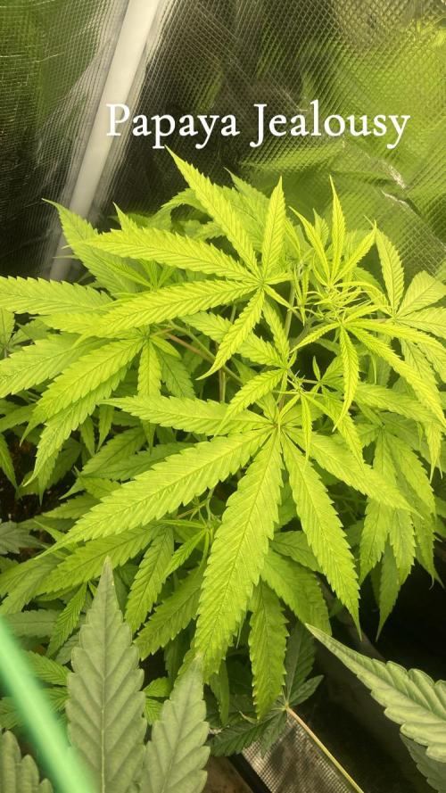 SENSI FRUITS. Week 7
