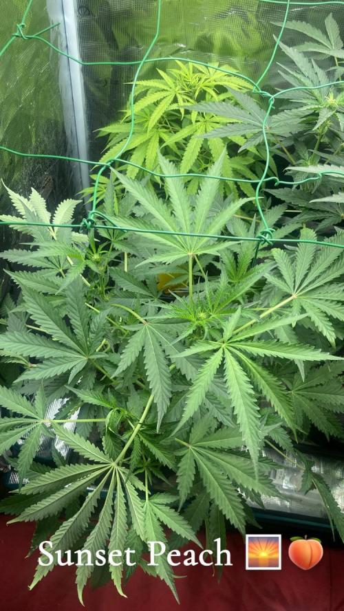 SENSI FRUITS. Week 7