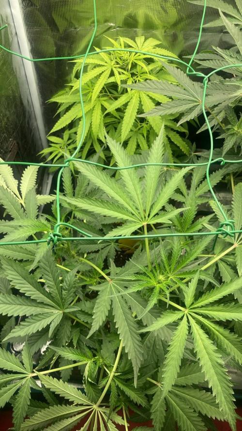 SENSI FRUITS. Week 7