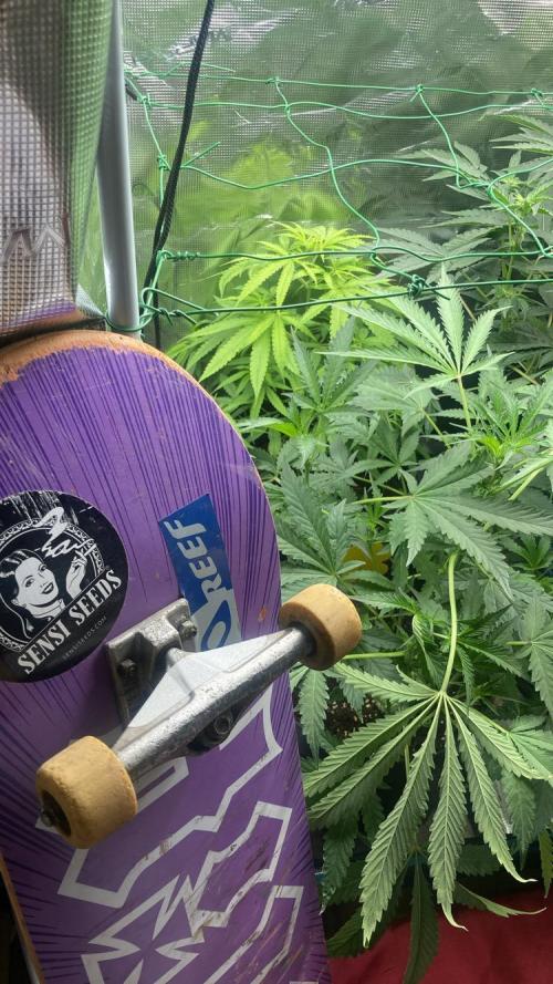 SENSI FRUITS. Week 7