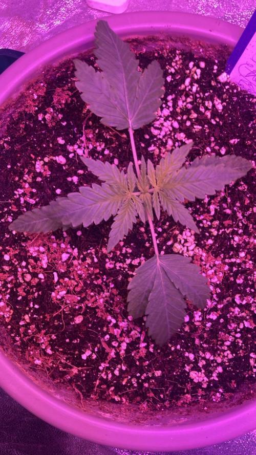 CRITICAL CHEESE 🧀. Week 2