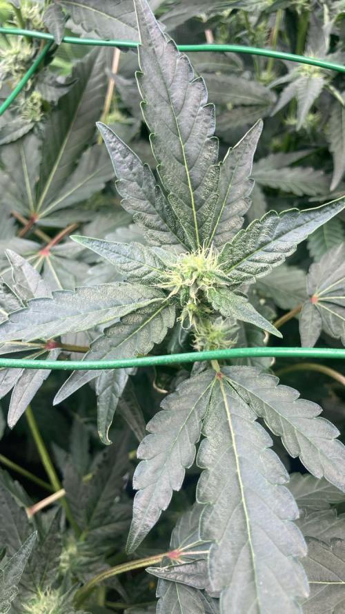 Runtz & Roses // Pickled Lemon F1. Week 8