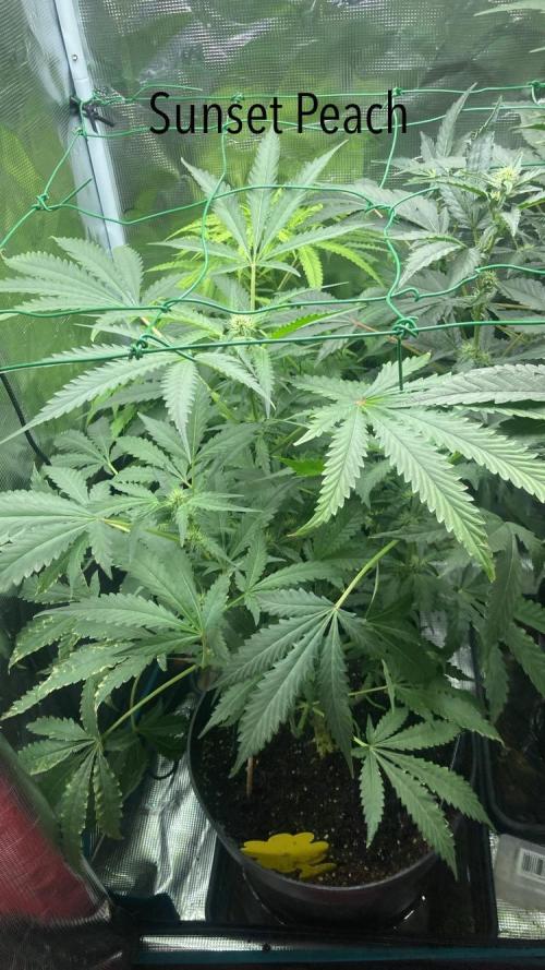 SENSI FRUITS. Week 8