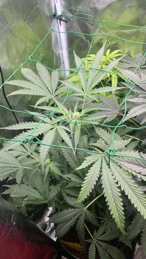 SENSI FRUITS. Week 8