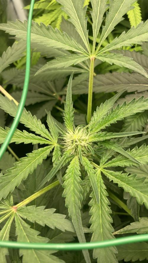 SENSI FRUITS. Week 8