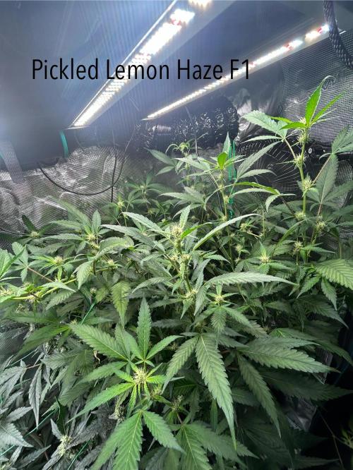 Runtz & Roses // Pickled Lemon F1. Week 9