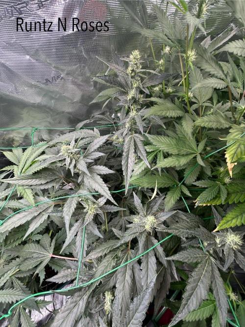 Runtz & Roses // Pickled Lemon F1. Week 9