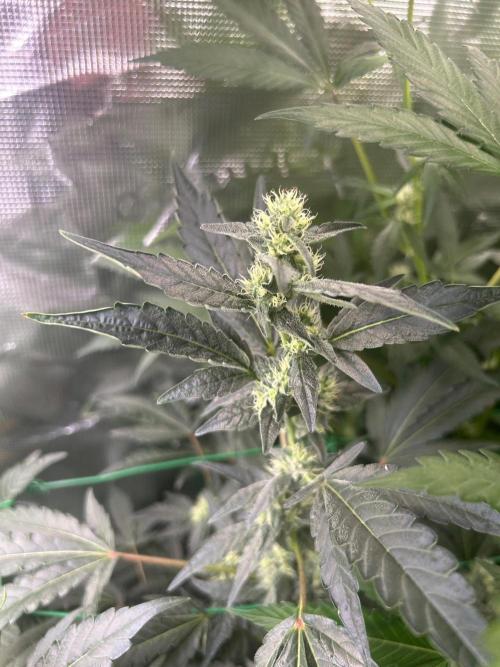 Runtz & Roses // Pickled Lemon F1. Week 9