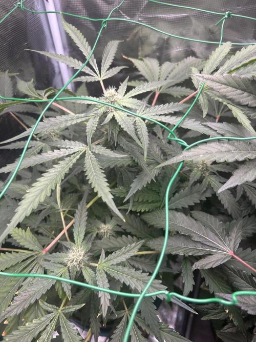 SENSI FRUITS. Week 9