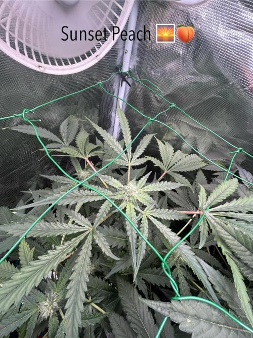 SENSI FRUITS. Week 9