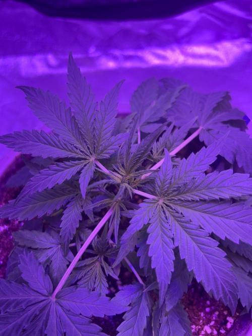 Critical Cheese Auto. Week 3