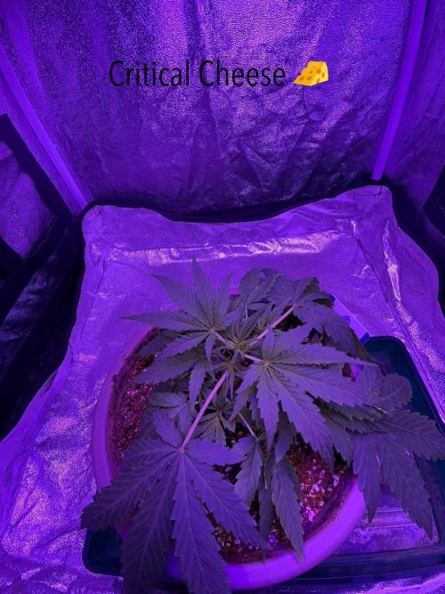 CRITICAL CHEESE 🧀. Week 3
