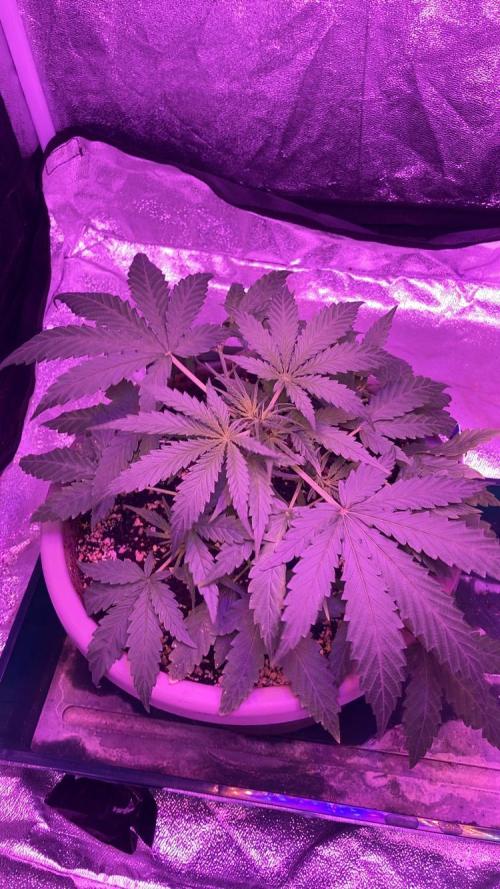 Critical Cheese Auto. Week 4