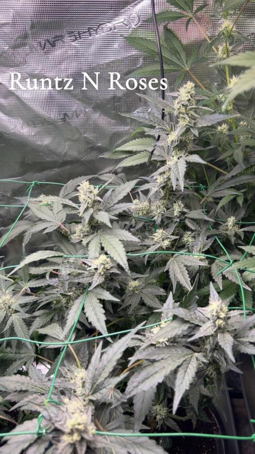 Runtz & Roses // Pickled Lemon F1. Week 10
