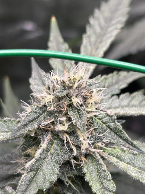 Sunset Peach 🌆🍑. Week 10