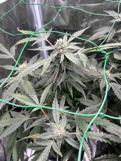 Sunset Peach 🌆🍑. Week 10