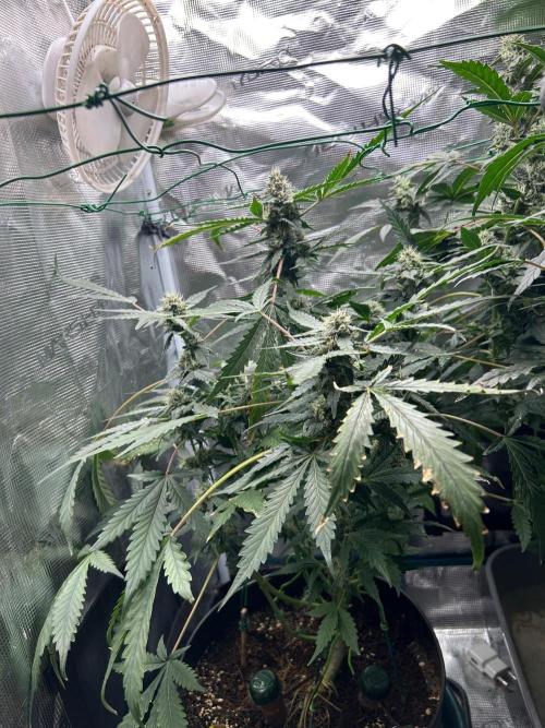Sunset Peach Fem. Week 10
