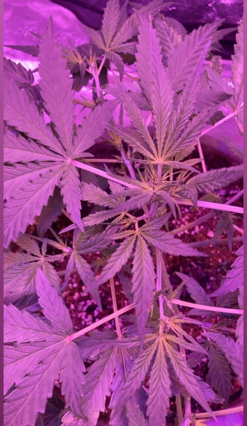CRITICAL CHEESE 🧀. Week 5