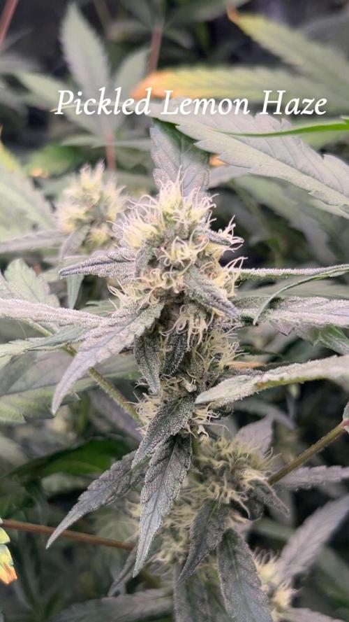 Runtz & Roses // Pickled Lemon F1. Week 11