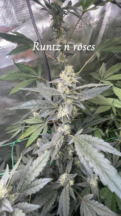 Runtz & Roses // Pickled Lemon F1. Week 11