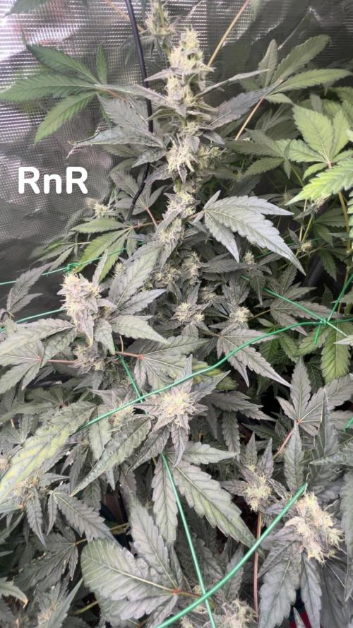 Runtz & Roses // Pickled Lemon F1. Week 11