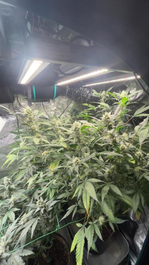 Runtz & Roses // Pickled Lemon F1. Week 11