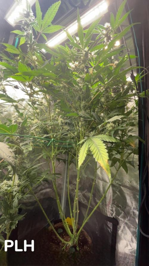 Runtz & Roses // Pickled Lemon F1. Week 11