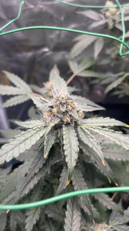 Sunset Peach 🌆🍑. Week 11