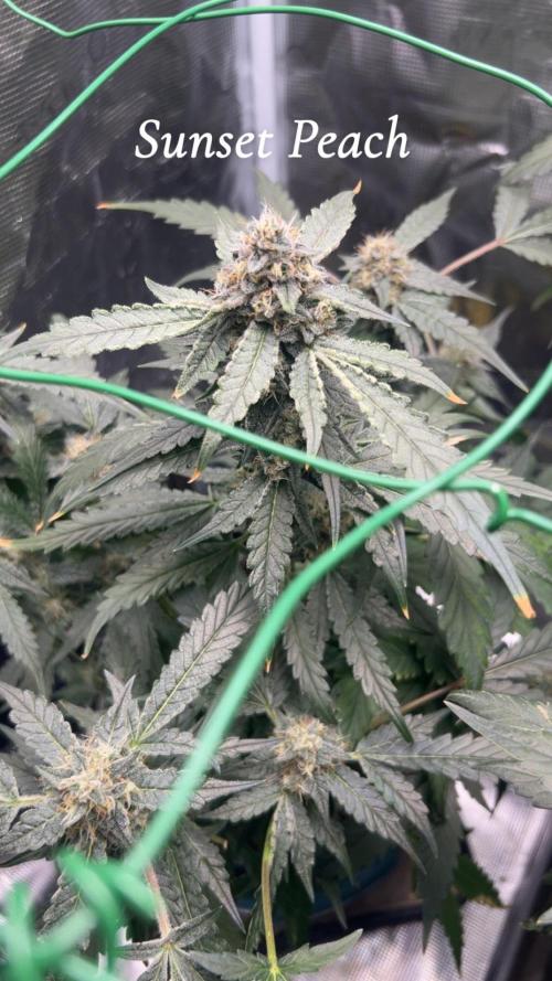 Sunset Peach 🌆🍑. Week 11