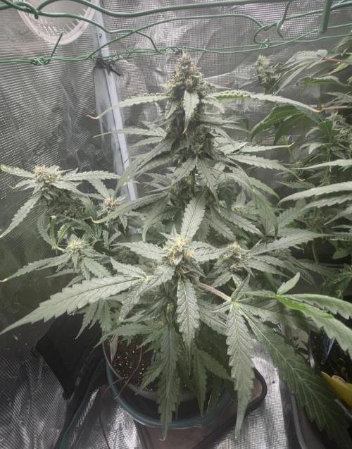 Sunset Peach 🌆🍑. Week 11
