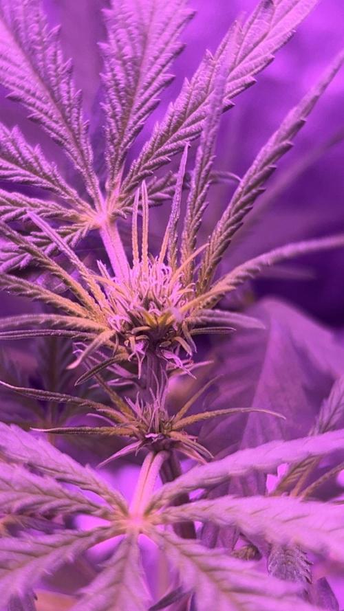 CRITICAL CHEESE 🧀. Week 6