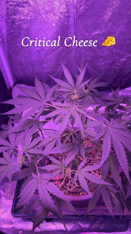 CRITICAL CHEESE 🧀. Week 6