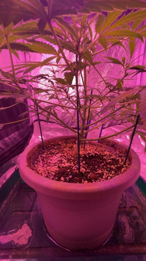 CRITICAL CHEESE 🧀. Week 6