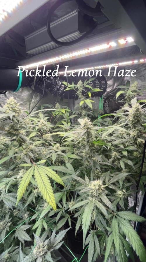 Runtz & Roses // Pickled Lemon F1. Week 12