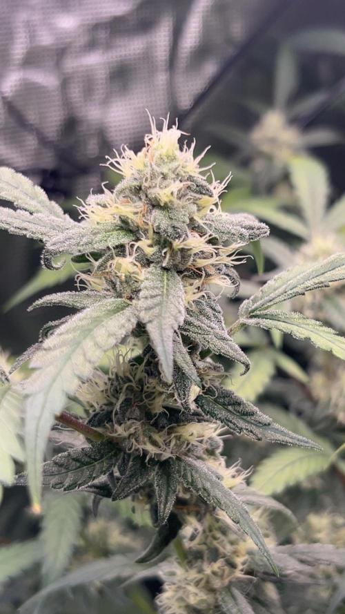 Runtz & Roses // Pickled Lemon F1. Week 12