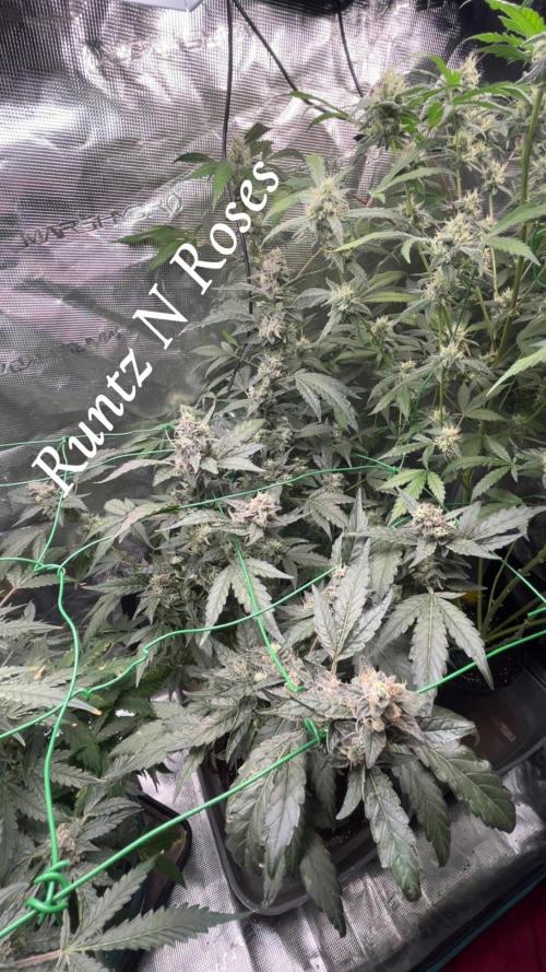 Runtz & Roses // Pickled Lemon F1. Week 12