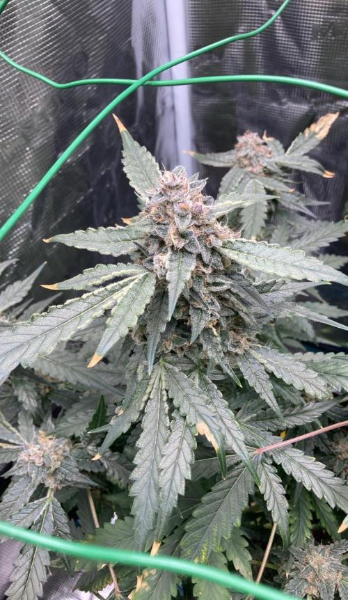 Sunset Peach 🌆🍑. Week 12
