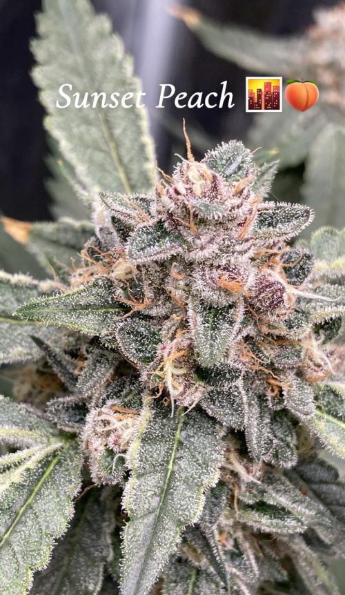 Sunset Peach 🌆🍑. Week 12