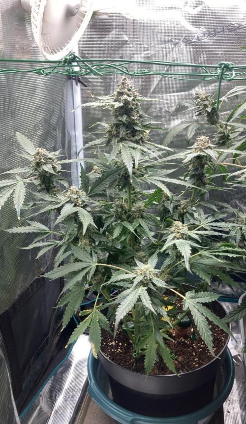 Sunset Peach Fem. Week 12