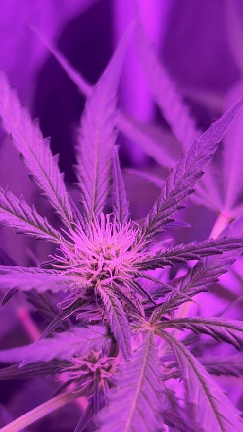 CRITICAL CHEESE 🧀. Week 7