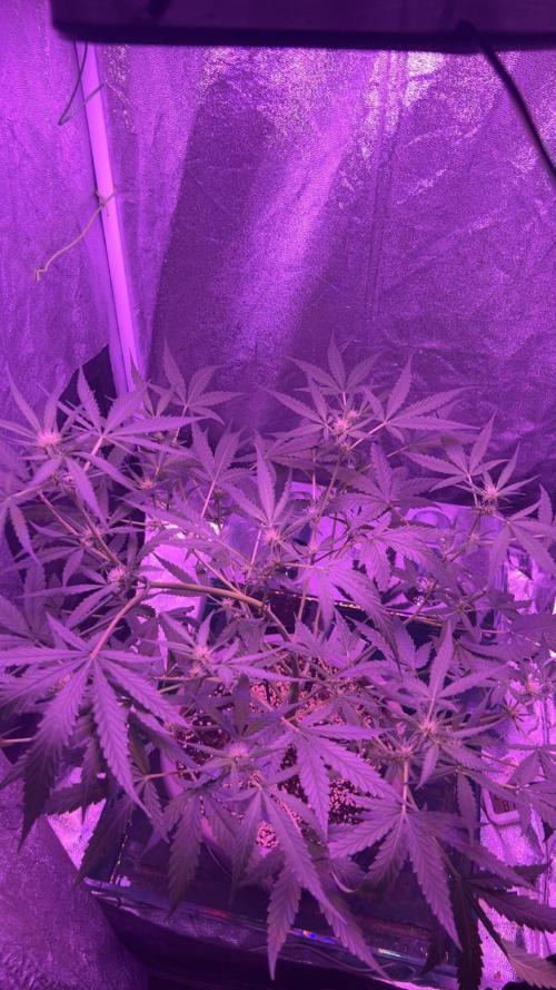 CRITICAL CHEESE 🧀. Week 7