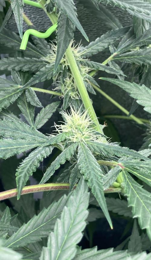 CRITICAL CHEESE 🧀. Week 8