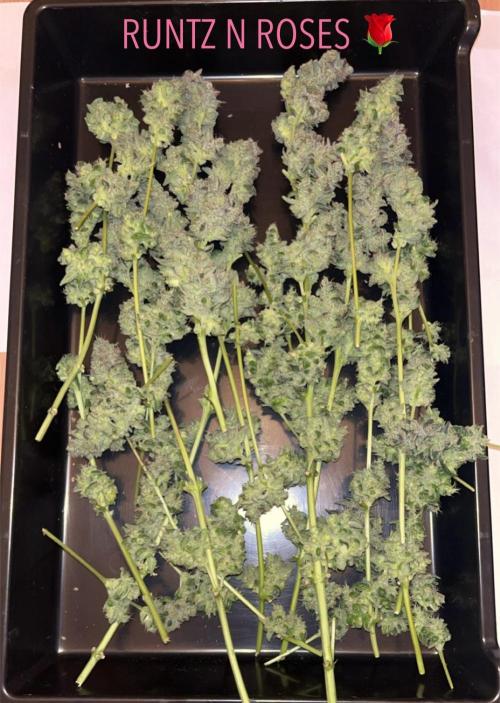 Runtz & Roses // Pickled Lemon F1. Week 14