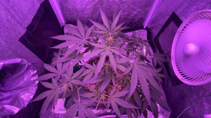 CRITICAL CHEESE 🧀. Week 6