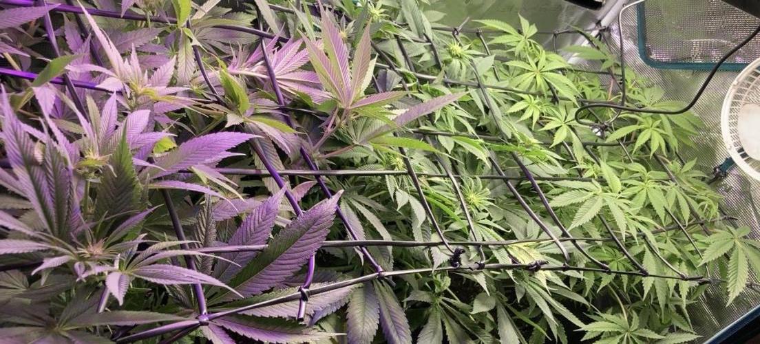 ZUSHI-FROZEN-LEMON. Week 8