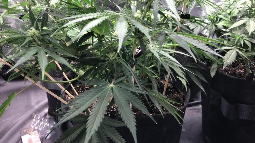 White Widow XXL, Banana Blaze, Kong 4