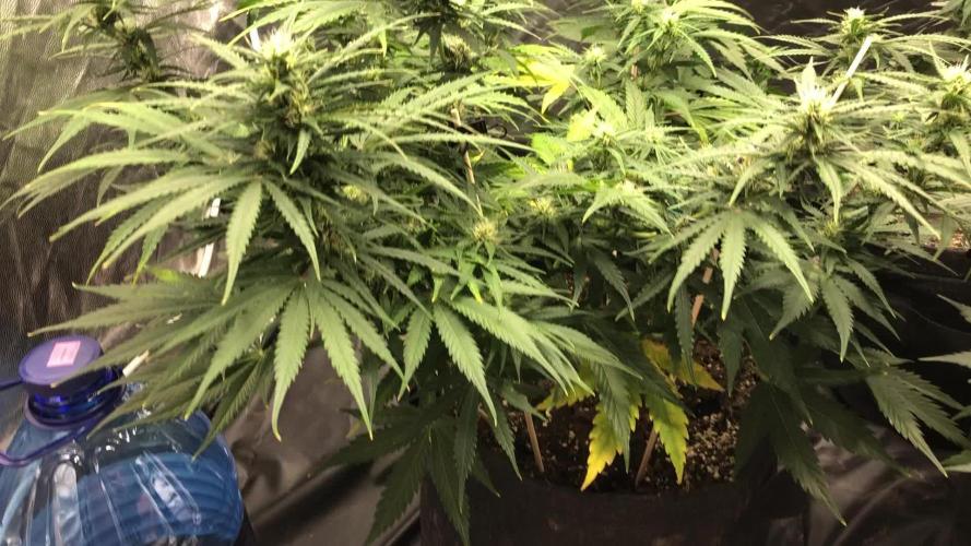 White Widow XXL, Banana Blaze, Kong 4