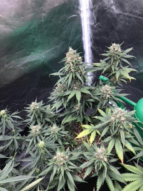 White Widow XXL, Banana Blaze, Kong 4. Week 12