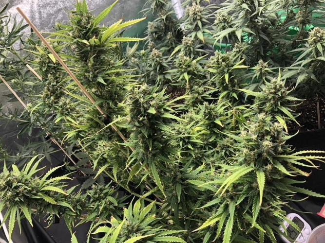 White Widow XXL, Banana Blaze, Kong 4. Week 12