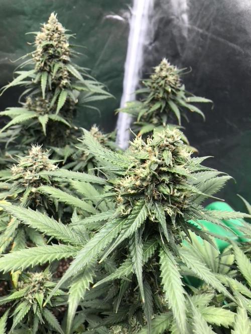 White Widow XXL, Banana Blaze, Kong 4. Week 12